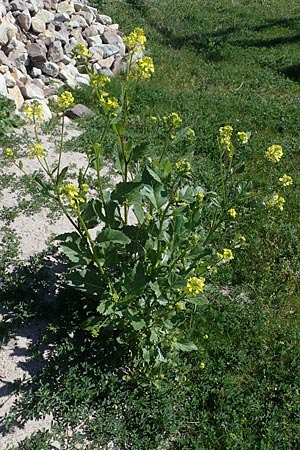 Brassica nigra, Black Mustard