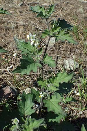Solanum nigrum subsp. schultesii, Schultes's Nightshade