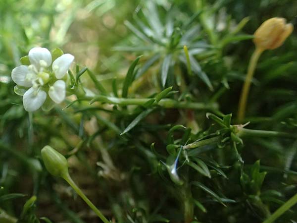 Sagina subulata var. glabrata \ Pfriemen-Mastkraut, Sternmoos / Heath Pearlwort, Scottish Moss, D Essen 21.6.2025