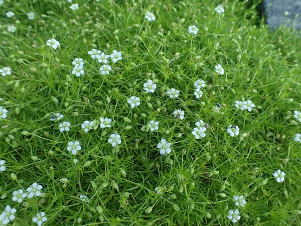 Sagina subulata var. glabrata \ Pfriemen-Mastkraut, Sternmoos / Heath Pearlwort, Scottish Moss, D Essen 21.6.2025
