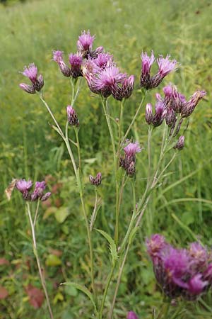 Serratula tinctoria \ F�rber-Scharte / Saw Wort, D Gro&szlig;-Gerau 28.7.2017