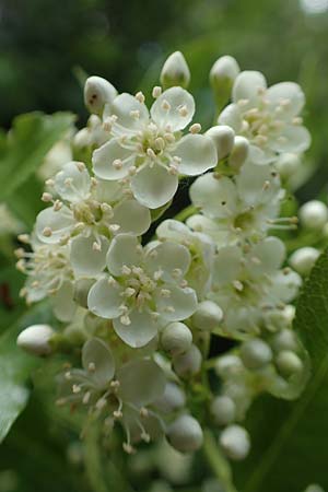 Pyracantha coccinea agg. \ Feuerdorn / Firethorn, D Seeheim an der Bergstra&szlig;e 12.5.2020