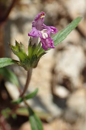Galeopsis angustifolia \ Schmalbl�ttriger Hohlzahn / Red Hemp-Nettle, D Friedewald 29.7.2020