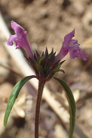 Galeopsis angustifolia \ Schmalbl�ttriger Hohlzahn / Red Hemp-Nettle, D Friedewald 29.7.2020