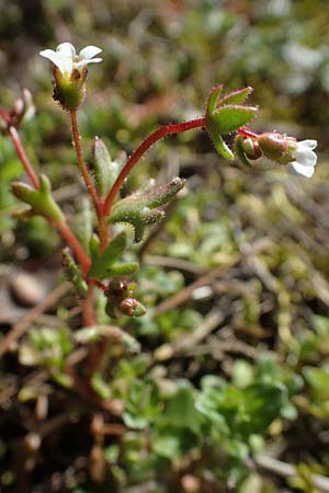 Saxifraga tridactylites, Rue-Leaved Moss