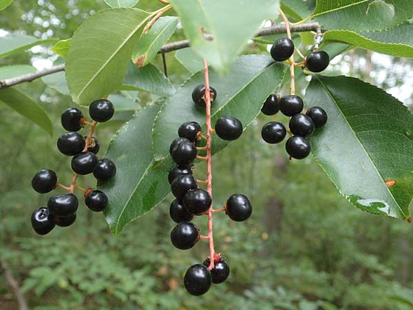 Prunus serotina \ Sp�te Traubenkirsche / Rum Drupes, D Lampertheim 28.8.2021