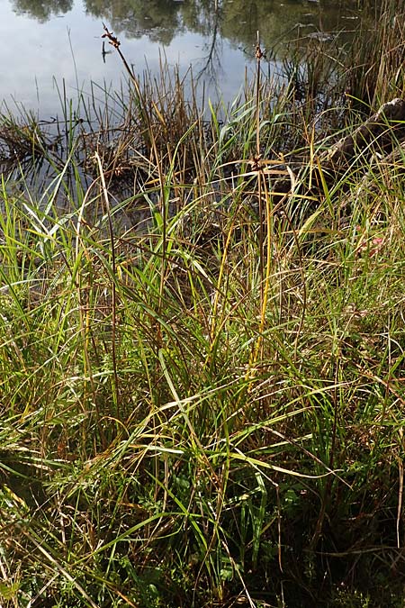 Schoenoplectus triqueter \ Dreikantige Teichsimse / Triangular Club-Rush, D Mei&szlig;enheim 29.10.2022