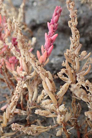 Suaeda maritima, Annual Sea Blite