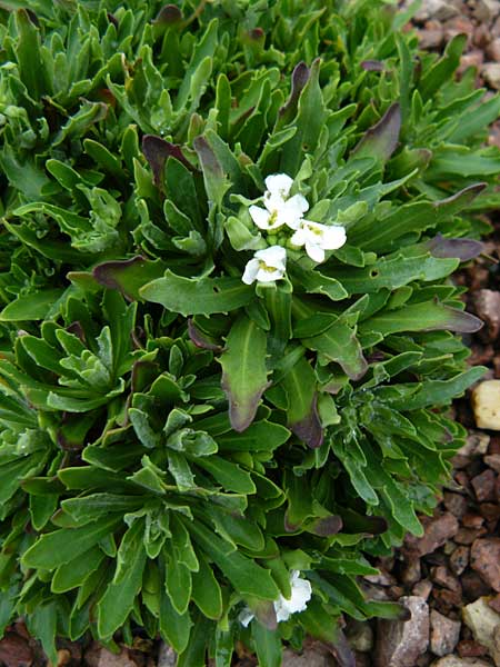 Draba hyperborea \ Ukrainische Schein-G�nsekresse, Farnrauke, D Botan. Gar.  Universit.  Mainz 13.9.2008