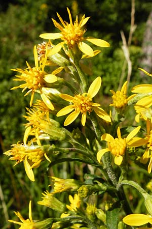 Solidago virgaurea \ Gew�hnliche Goldrute, Echte Goldrute / Goldenrod, D Schwarzwald/Black-Forest, Hornisgrinde 5.8.2015