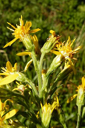 Solidago virgaurea \ Gew�hnliche Goldrute, Echte Goldrute / Goldenrod, D Schwarzwald/Black-Forest, Hornisgrinde 5.8.2015
