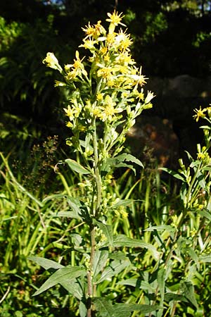 Solidago virgaurea \ Gew�hnliche Goldrute, Echte Goldrute / Goldenrod, D Schwarzwald/Black-Forest, Hornisgrinde 5.8.2015