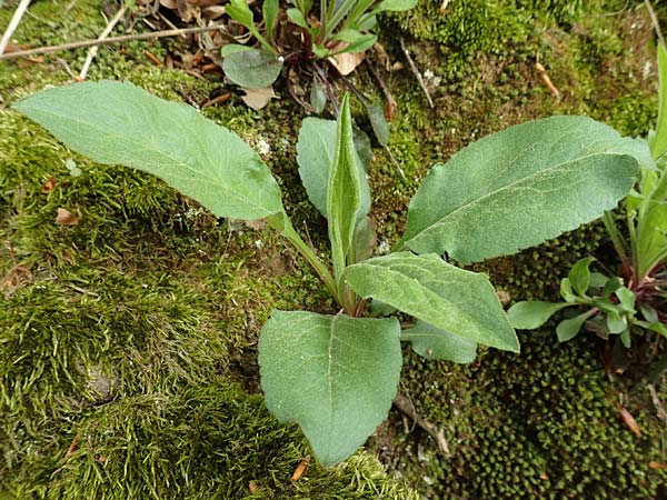 Solidago virgaurea \ Gew�hnliche Goldrute, Echte Goldrute / Goldenrod, D Odenwald, Nieder-Beerbach 22.4.2016