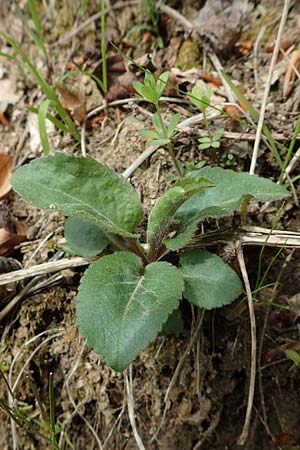 Solidago virgaurea \ Gew�hnliche Goldrute, Echte Goldrute / Goldenrod, D Odenwald, Nieder-Beerbach 22.4.2016