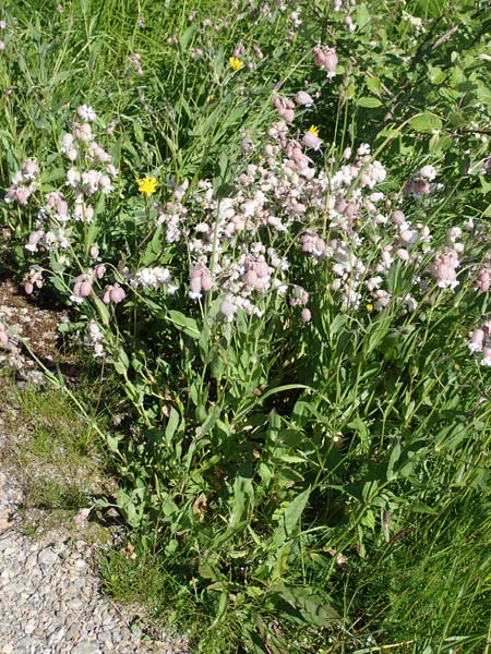 Silene vulgaris subsp. vulgaris \ Gew�hnliches Leimkraut, Taubenkropf-Leimkraut / Bladder Campion, D Schwarzwald/Black-Forest, Feldberg 10.7.2016