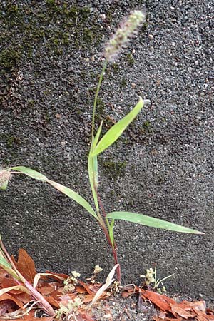 Setaria verticillata \ Kletten-Borstenhirse, Quirlige Borstenhirse, D Mannheim 18.9.2016
