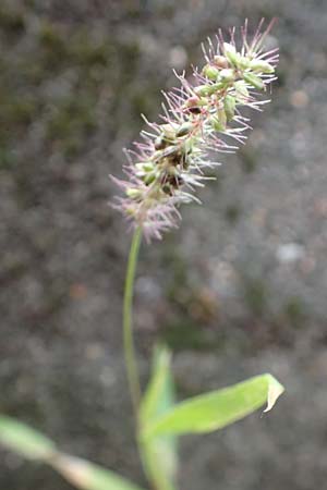 Setaria verticillata \ Kletten-Borstenhirse, Quirlige Borstenhirse, D Mannheim 18.9.2016