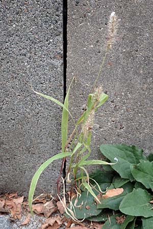 Setaria verticillata \ Kletten-Borstenhirse, Quirlige Borstenhirse, D Mannheim 19.9.2016