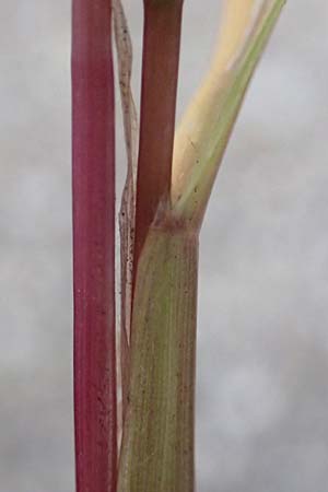 Setaria verticillata \ Kletten-Borstenhirse, Quirlige Borstenhirse, D Mannheim 19.9.2016