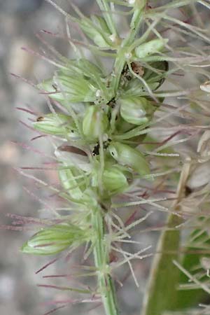 Setaria verticillata \ Kletten-Borstenhirse, Quirlige Borstenhirse, D Mannheim 19.9.2016
