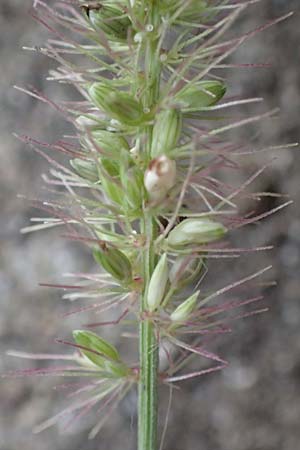 Setaria verticillata \ Kletten-Borstenhirse, Quirlige Borstenhirse, D Mannheim 19.9.2016