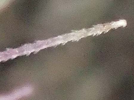 Setaria verticillata \ Kletten-Borstenhirse, Quirlige Borstenhirse, D Mannheim 19.9.2016