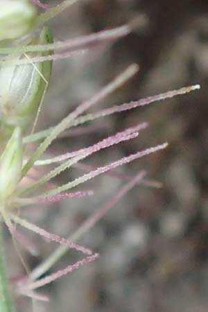 Setaria verticillata \ Kletten-Borstenhirse, Quirlige Borstenhirse, D Mannheim 19.9.2016