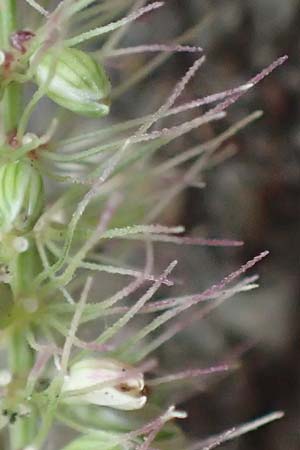 Setaria verticillata \ Kletten-Borstenhirse, Quirlige Borstenhirse, D Mannheim 19.9.2016
