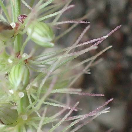 Setaria verticillata \ Kletten-Borstenhirse, Quirlige Borstenhirse, D Mannheim 19.9.2016