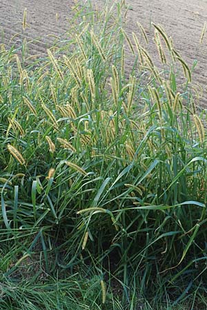 Setaria viridis \ Gr�ne Borstenhirse, D Lorsch 21.9.2016