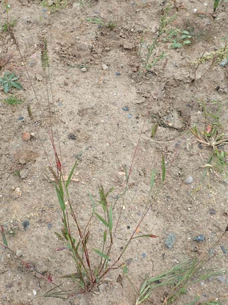 Setaria verticillata \ Kletten-Borstenhirse, Quirlige Borstenhirse, D B&uuml;rstadt 30.9.2016