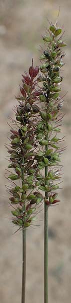 Setaria verticillata \ Kletten-Borstenhirse, Quirlige Borstenhirse, D B&uuml;rstadt 30.9.2016