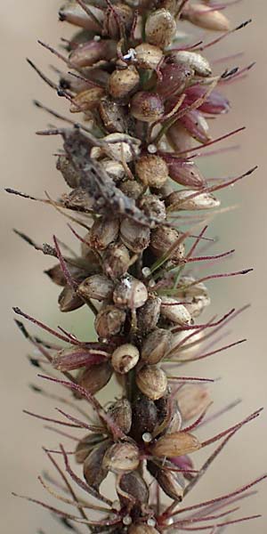 Setaria verticillata \ Kletten-Borstenhirse, Quirlige Borstenhirse, D B&uuml;rstadt 30.9.2016