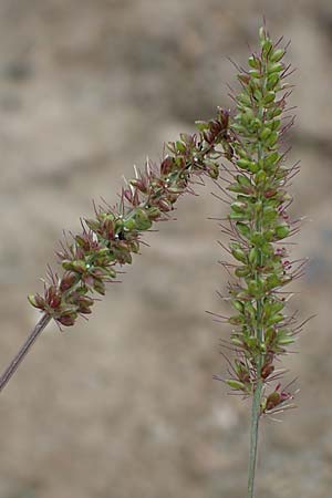 Setaria verticillata \ Kletten-Borstenhirse, Quirlige Borstenhirse, D B&uuml;rstadt 30.9.2016