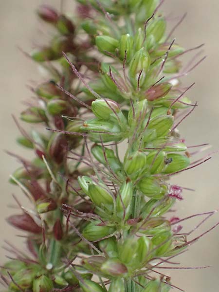 Setaria verticillata \ Kletten-Borstenhirse, Quirlige Borstenhirse, D B&uuml;rstadt 30.9.2016