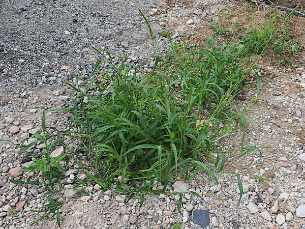 Setaria verticillata \ Kletten-Borstenhirse, Quirlige Borstenhirse, D Mannheim 5.8.2017