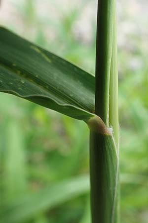Setaria verticillata \ Kletten-Borstenhirse, Quirlige Borstenhirse, D Mannheim 5.8.2017