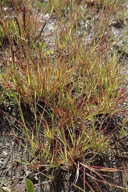Sporobolus vaginiflorus \ Scheidenbl�ten-Samenfallgras, D Mannheim 17.9.2017