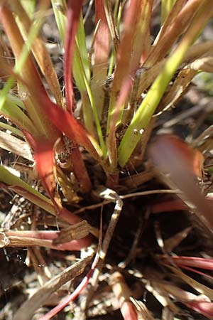 Sporobolus vaginiflorus \ Scheidenbl�ten-Samenfallgras, D Mannheim 17.9.2017