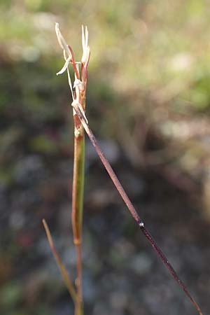 Sporobolus vaginiflorus \ Scheidenbl�ten-Samenfallgras, D Mannheim 17.9.2017