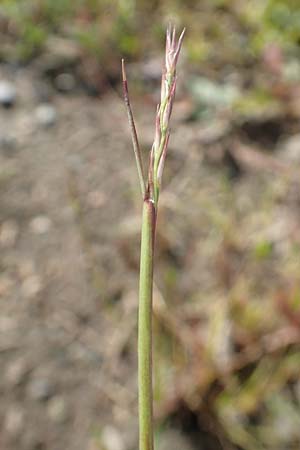 Sporobolus vaginiflorus \ Scheidenbl�ten-Samenfallgras, D Mannheim 17.9.2017