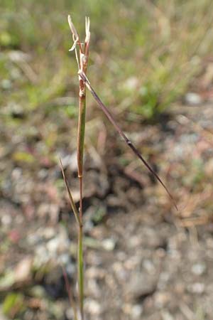 Sporobolus vaginiflorus \ Scheidenbl�ten-Samenfallgras, D Mannheim 17.9.2017