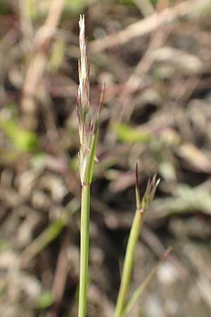 Sporobolus vaginiflorus \ Scheidenbl�ten-Samenfallgras, D Mannheim 17.9.2017