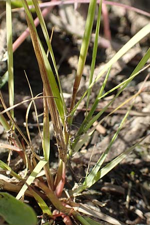 Sporobolus vaginiflorus \ Scheidenbl�ten-Samenfallgras, D Mannheim 17.9.2017