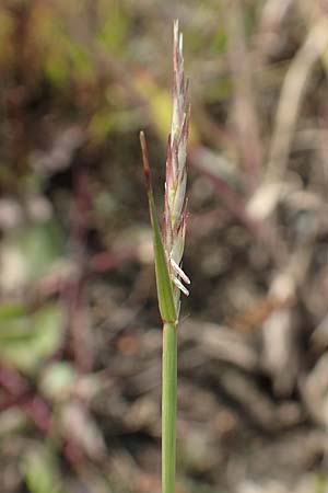 Sporobolus vaginiflorus \ Scheidenbl�ten-Samenfallgras, D Mannheim 17.9.2017