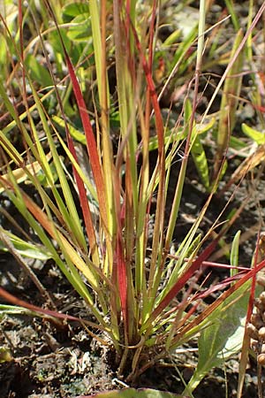 Sporobolus vaginiflorus \ Scheidenbl�ten-Samenfallgras, D Mannheim 17.9.2017