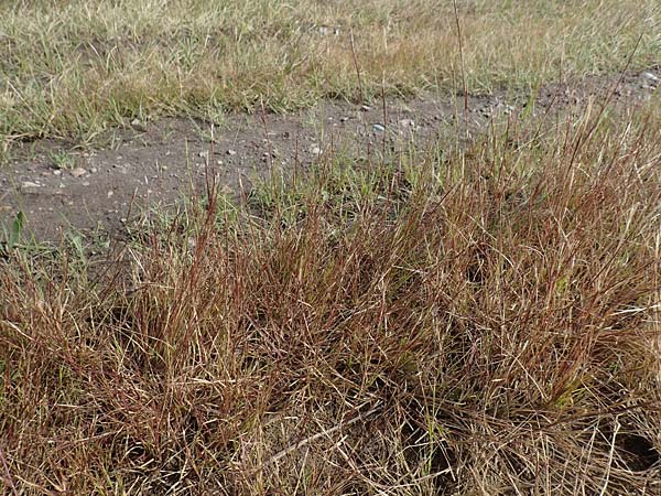 Sporobolus vaginiflorus \ Scheidenbl�ten-Samenfallgras, D Mannheim 17.9.2017