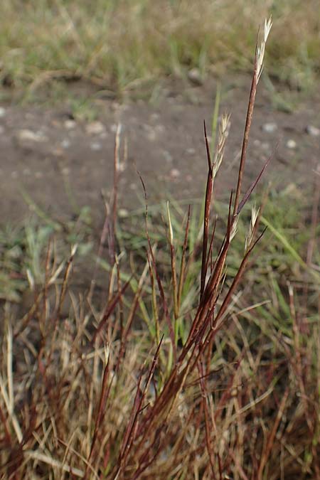 Sporobolus vaginiflorus \ Scheidenbl�ten-Samenfallgras, D Mannheim 17.9.2017