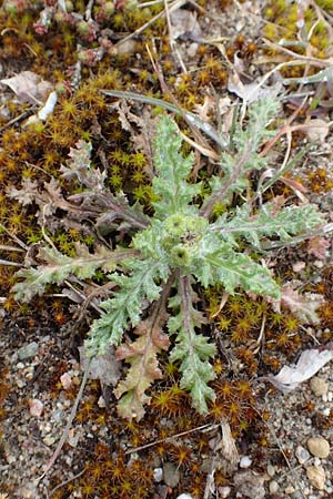 Senecio vernalis \ Fr�hlings-Greiskraut / Eastern Groundsel, D St. Leon - Rot 23.3.2018