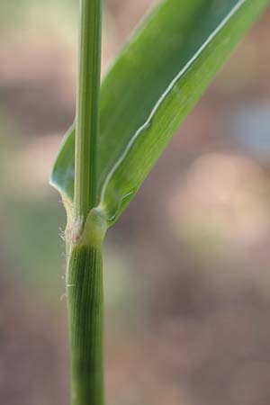 Setaria verticillata \ Kletten-Borstenhirse, Quirlige Borstenhirse, D Mannheim 15.9.2019